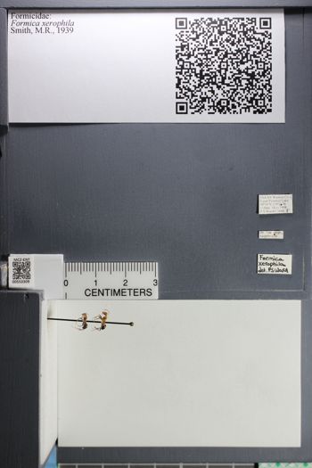 Media type: image;   Entomology 553309